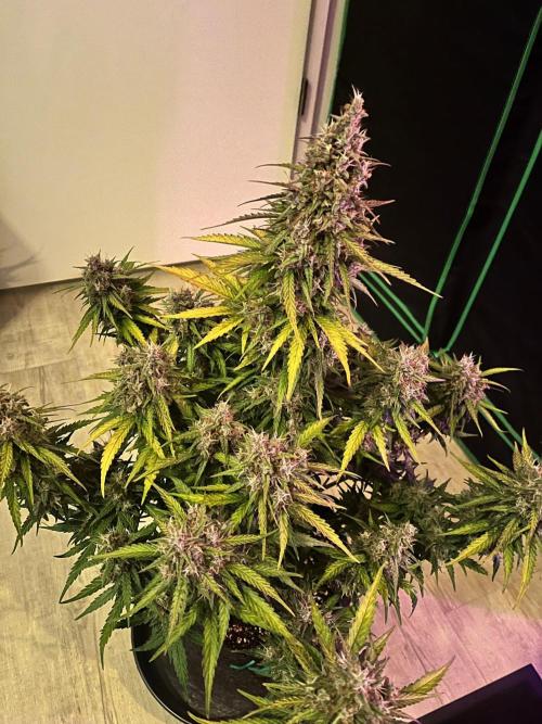 Fast Buds Mix  - Die vergessenen Strains. Week 11 - Done