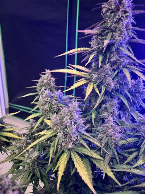 Fast Buds Mix  - Die vergessenen Strains. Week 11 - Done