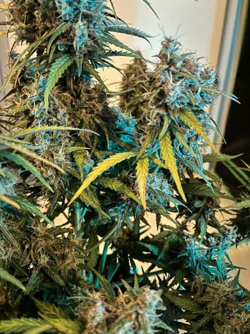 Fast Buds Mix  - Die vergessenen Strains. Week 11 - Done