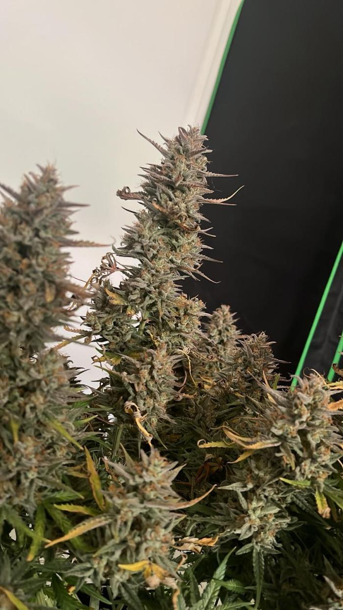 Fast Buds Mix  - Die vergessenen Strains. Week 11