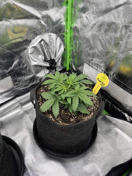 [Sponsor] OSS Platinum Line - SummerVibe. Week 3 - Day 15