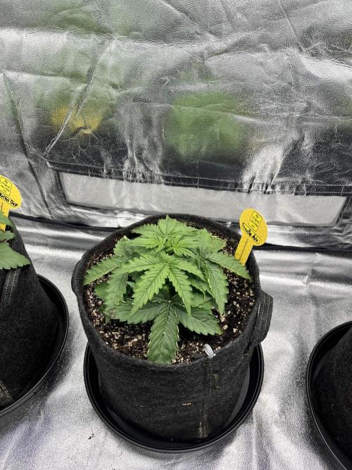[Sponsor] OSS Platinum Line - SummerVibe. Week 3 - Day 15