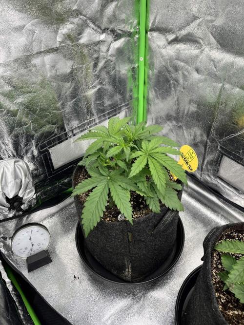 [Sponsor] OSS Platinum Line - SummerVibe. Week 3 - Day 15