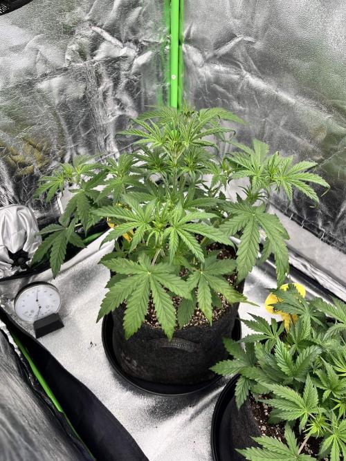 [Sponsor] OSS Platinum Line - SummerVibe. Week 4 - Day 22