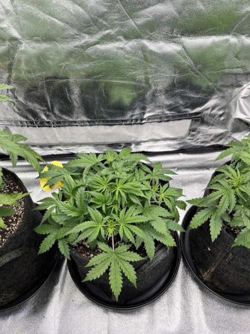 [Sponsor] OSS Platinum Line - SummerVibe. Week 4 - Day 22