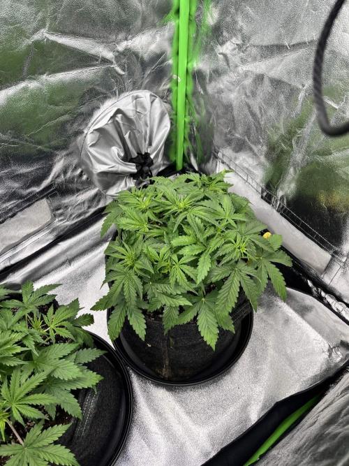 [Sponsor] OSS Platinum Line - SummerVibe. Week 4 - Day 22