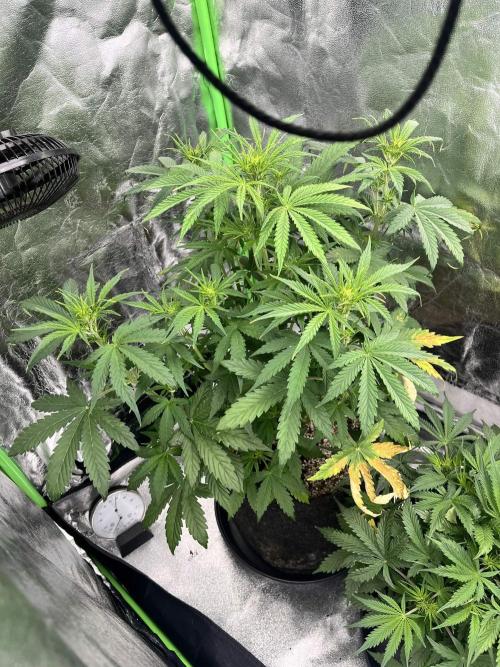 [Sponsor] OSS Platinum Line - SummerVibe. Week 5
