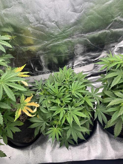 [Sponsor] OSS Platinum Line - SummerVibe. Week 5