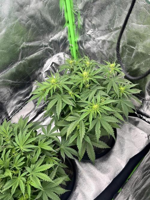 [Sponsor] OSS Platinum Line - SummerVibe. Week 5