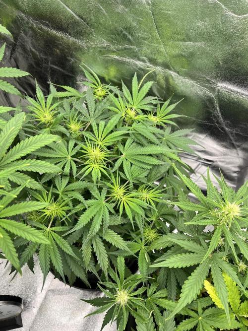 [Sponsor] OSS Platinum Line - SummerVibe. Week 6 - Day 37