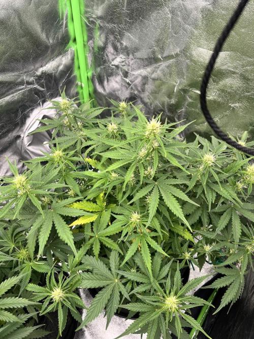 [Sponsor] OSS Platinum Line - SummerVibe. Week 6 - Day 37