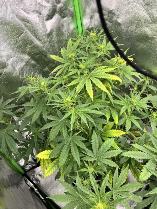 [Sponsor] OSS Platinum Line - SummerVibe. Week 6 - Day 37