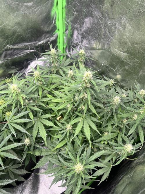 [Sponsor] OSS Platinum Line - SummerVibe. Week 7 - Day 44
