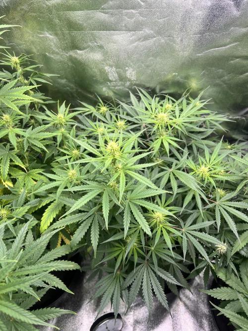 [Sponsor] OSS Platinum Line - SummerVibe. Week 7 - Day 44
