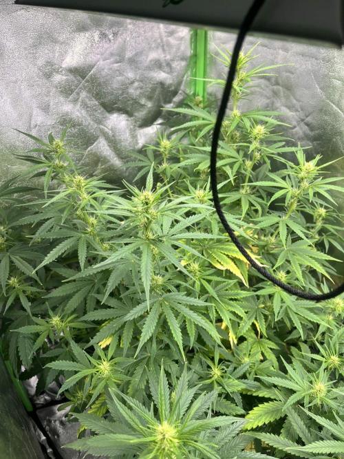 [Sponsor] OSS Platinum Line - SummerVibe. Week 7 - Day 44