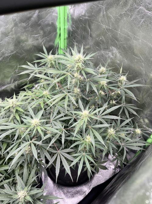 [Sponsor] OSS Platinum Line - SummerVibe. Week 8 - Day 51