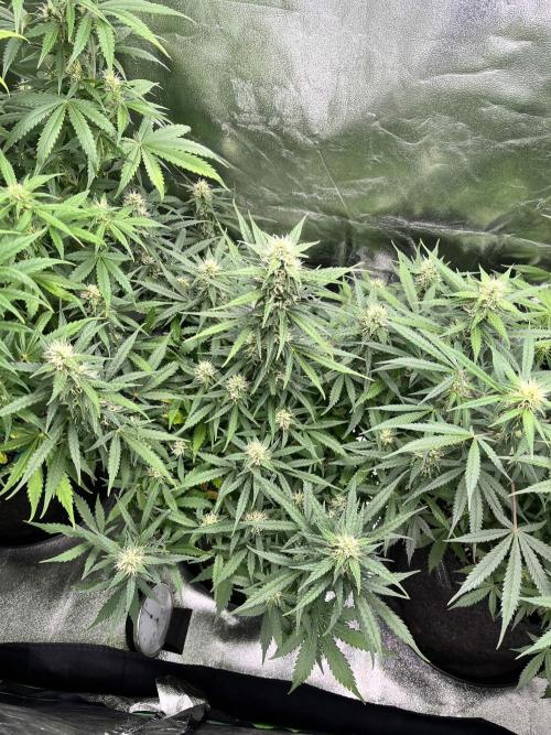[Sponsor] OSS Platinum Line - SummerVibe. Week 8 - Day 51
