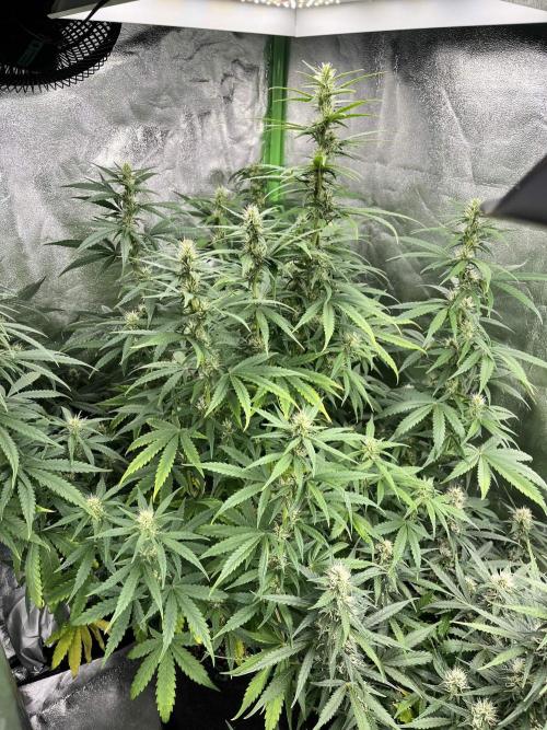 [Sponsor] OSS Platinum Line - SummerVibe. Week 8 - Day 51