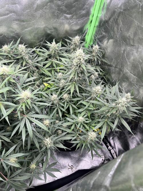 [Sponsor] OSS Platinum Line - SummerVibe. Week 9 - Day 58