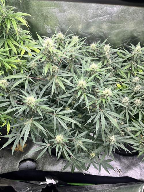 [Sponsor] OSS Platinum Line - SummerVibe. Week 9 - Day 58