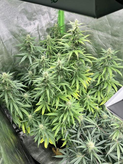 [Sponsor] OSS Platinum Line - SummerVibe. Week 9 - Day 58