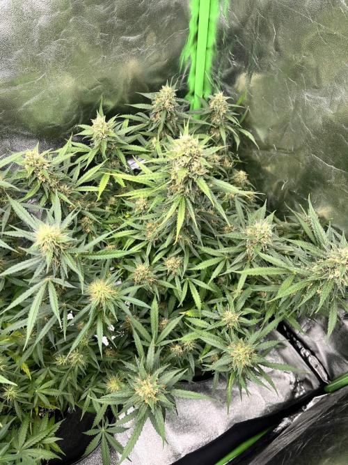 [Sponsor] OSS Platinum Line - SummerVibe. Week 10 - Day 65