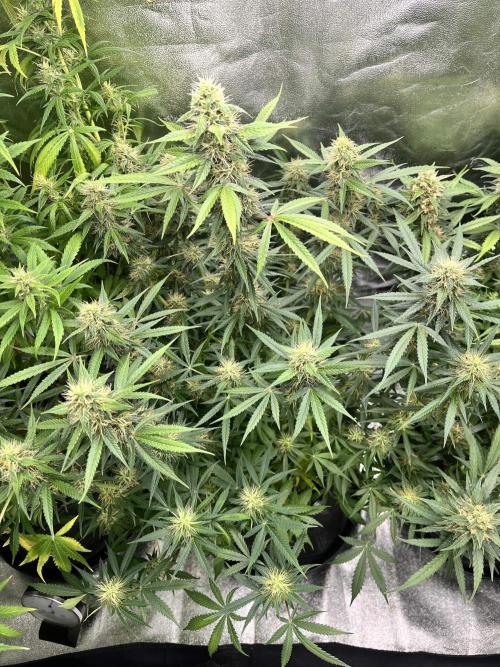 [Sponsor] OSS Platinum Line - SummerVibe. Week 10 - Day 65