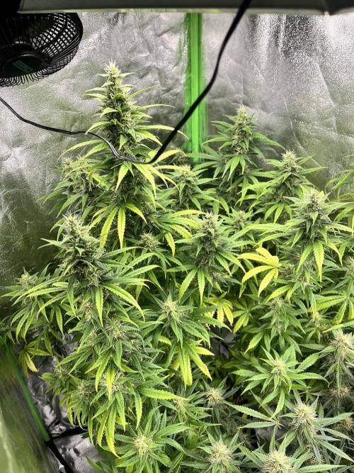 [Sponsor] OSS Platinum Line - SummerVibe. Week 10 - Day 65