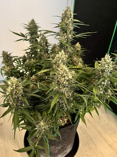 [Sponsor] OSS Platinum Line - SummerVibe. Week 11