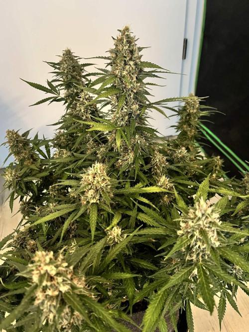 [Sponsor] OSS Platinum Line - SummerVibe. Week 11