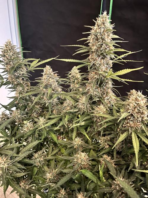 [Sponsor] OSS Platinum Line - SummerVibe. Week 11