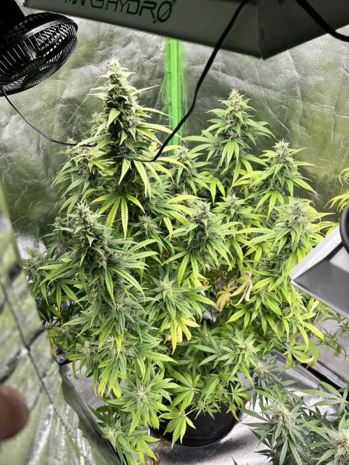 [Sponsor] OSS Platinum Line - SummerVibe. Week 11 - Day 72