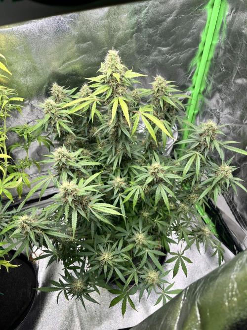 [Sponsor] OSS Platinum Line - SummerVibe. Week 11 - Day 72