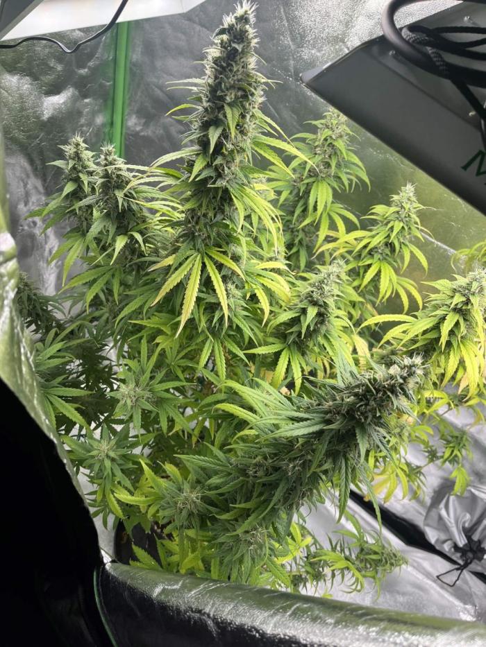 [Sponsor] OSS Platinum Line - SummerVibe. Week 12 - Day 81