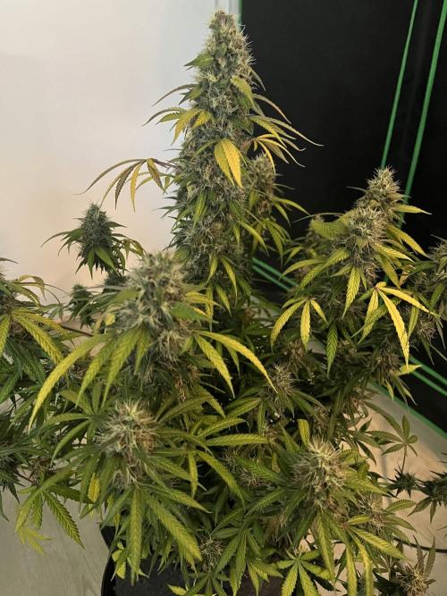 [Sponsor] OSS Platinum Line - SummerVibe. Week 13