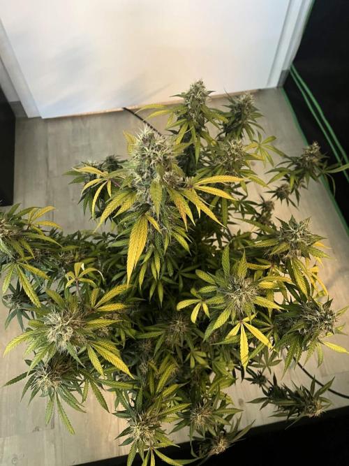 [Sponsor] OSS Platinum Line - SummerVibe. Week 13