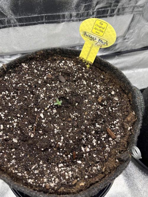 GTA VI Quarantäne Grow. Week 1 - Start