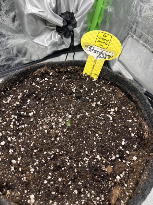 GTA VI Quarantäne Grow. Week 1 - Start