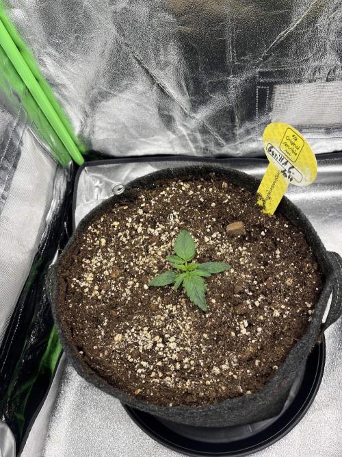 GTA VI Quarantäne Grow. Week 2 - Day 7