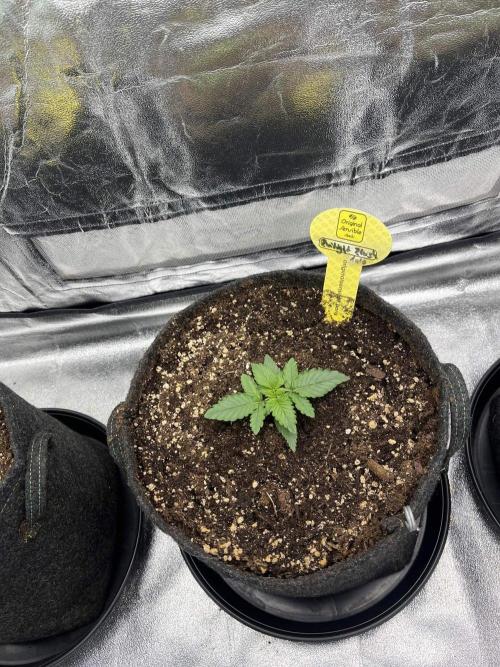 GTA VI Quarantäne Grow. Week 2 - Day 7
