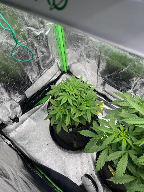 GTA VI Quarantäne Grow. Week 4 - Day 21
