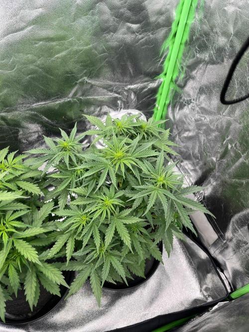 GTA VI Quarantäne Grow. Week 4 - Day 21