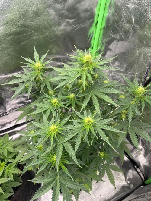 GTA VI Quarantäne Grow. Week 5 - Day 29