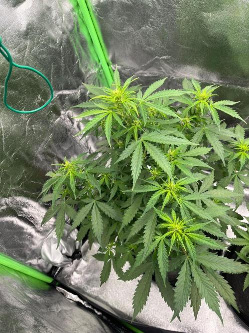 GTA VI Quarantäne Grow. Week 5 - Day 29