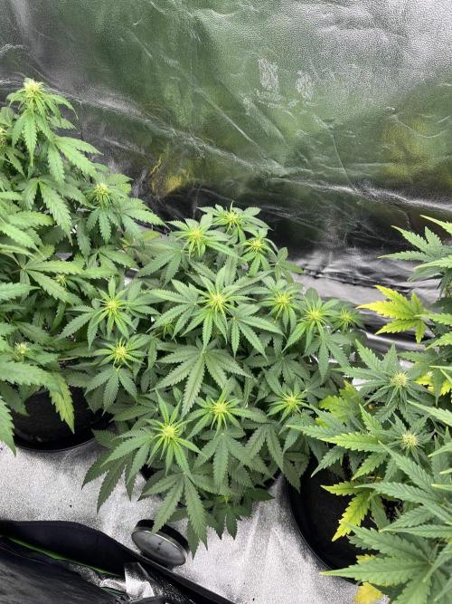 GTA VI Quarantäne Grow. Week 6 - Day 38