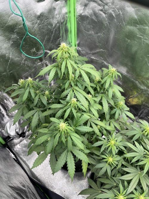 GTA VI Quarantäne Grow. Week 6 - Day 38