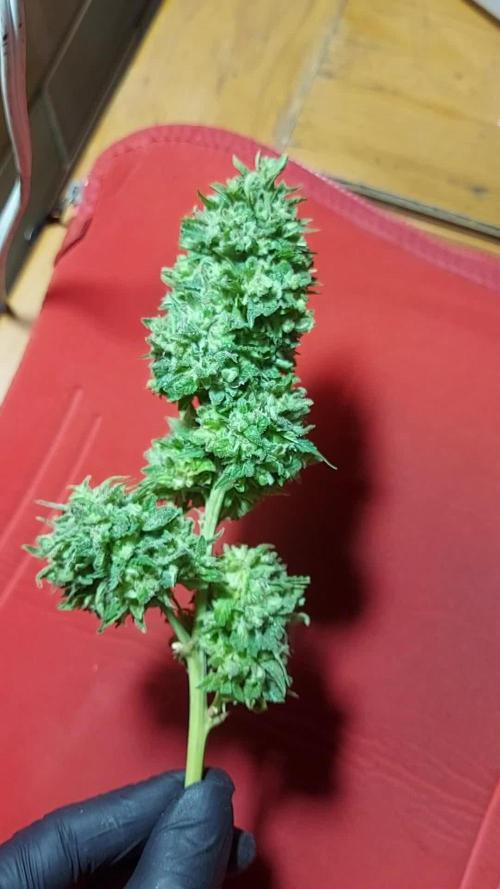 Auto Daiquiri Lime - Outdoor Orgânico - Brasil / Brazil