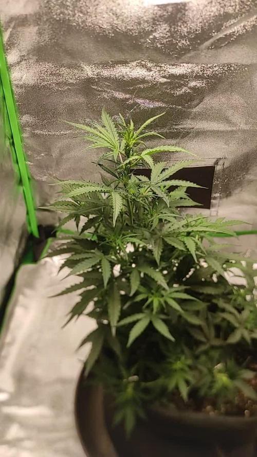 Auto Daikiri Lime - First indoor grow