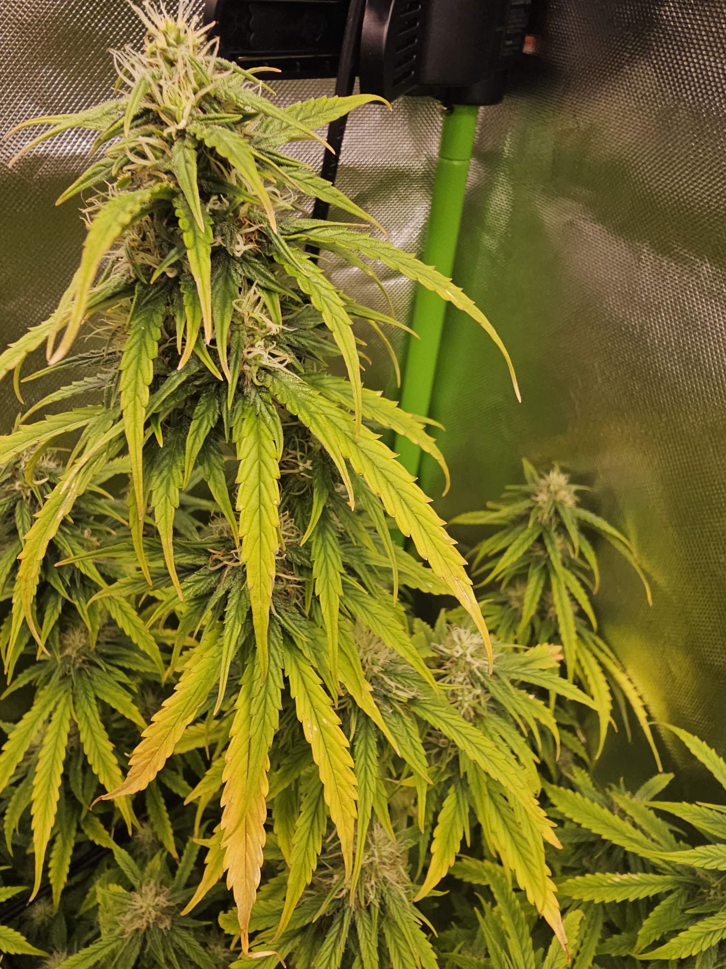 Strawberry Cheesecake Auto / Barney's Farm photos GrowDiaries