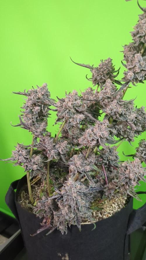 Lemon Oreoz